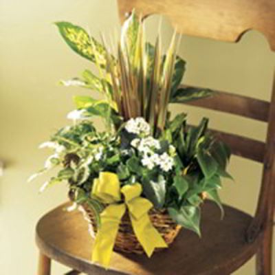 Denville Florist | Dish Garden