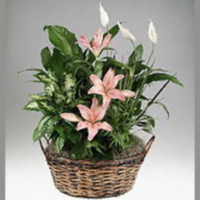 Denville Florist | Lily Garden