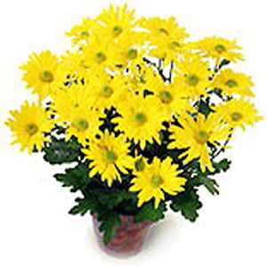 Denville Florist | Yellow Mum