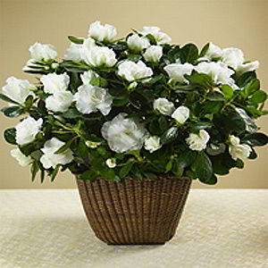 Denville Florist | White Azalea