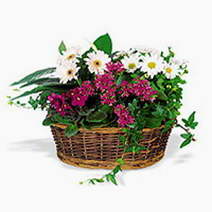 Denville Florist | Spring Garden