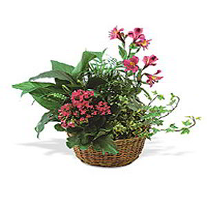 Denville Florist | Kalanchoe Basket