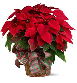 Denville Florist | Large Red Poinsettia