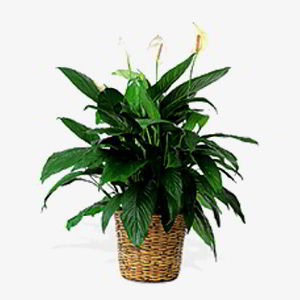 Denville Florist | Peace Lily