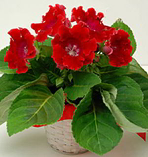 Denville Florist | Gloxinia