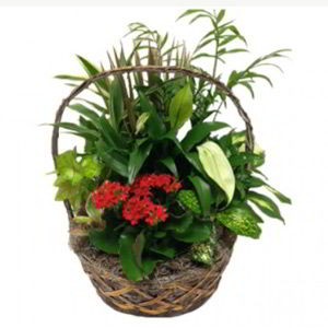 Denville Florist | Indoor Garden