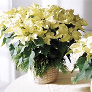 Denville Florist | White Poinsettia